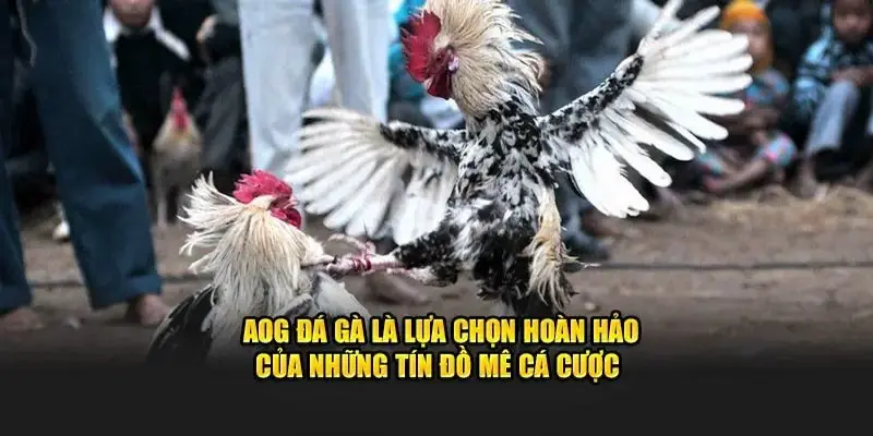 Ưu điểm sáng giá của sảnh đá gà AOG
